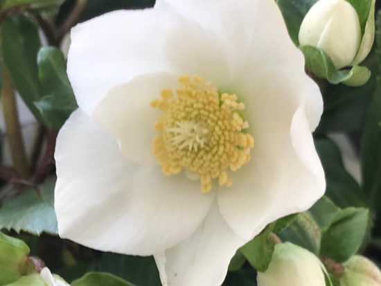 The Christmas Rose is blooming – Falls Village Flower Farm