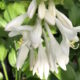 Hosta plantaginea