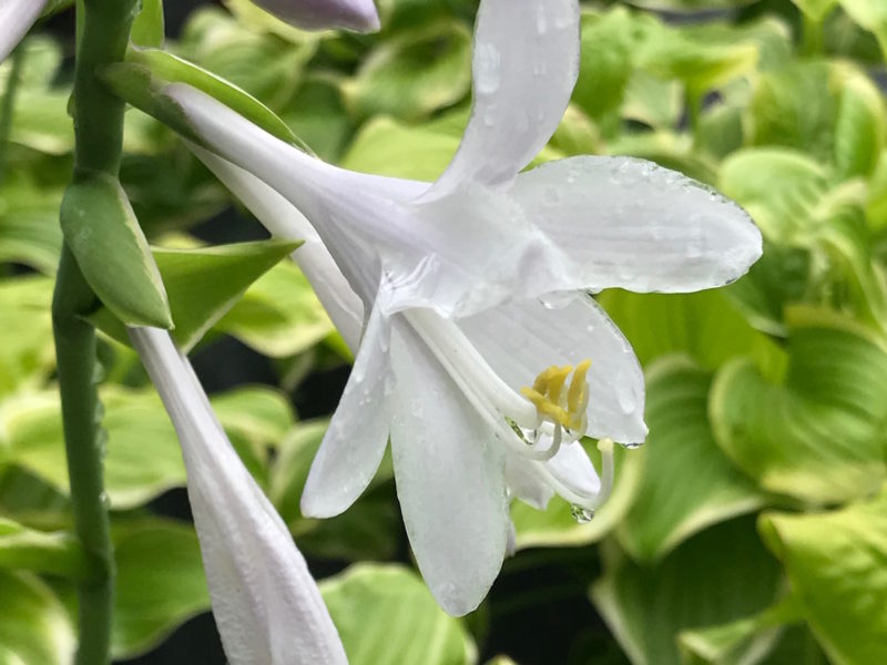 Hosta Fragrant Bouquet