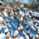 Hydrangea with snow