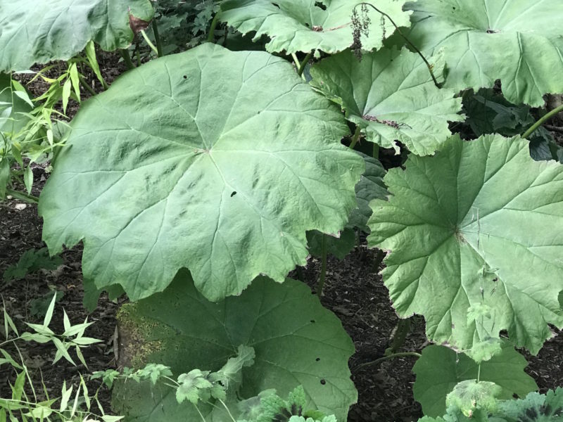 Astilboides tabularis in display garden at Falls Village Flower Farm