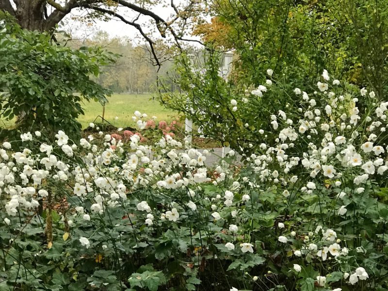 Anemone 'Andrea Atkinson' in display garden at Falls Village Flower Farm