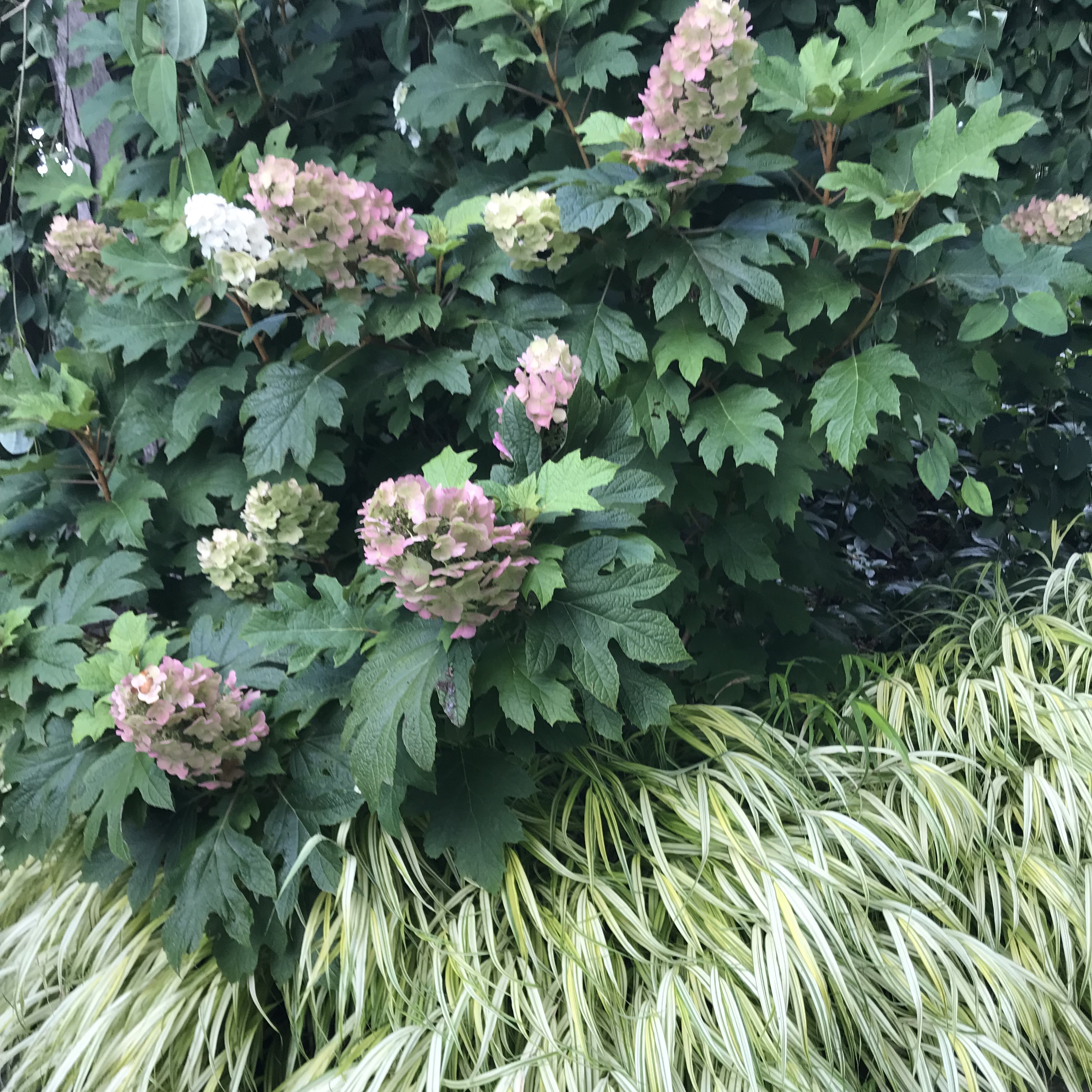 Oakleaf hydrangea and Hakonechloa grass in display garden at Falls Village Flower Farm