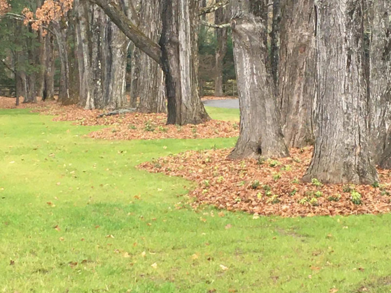 leaf mulching