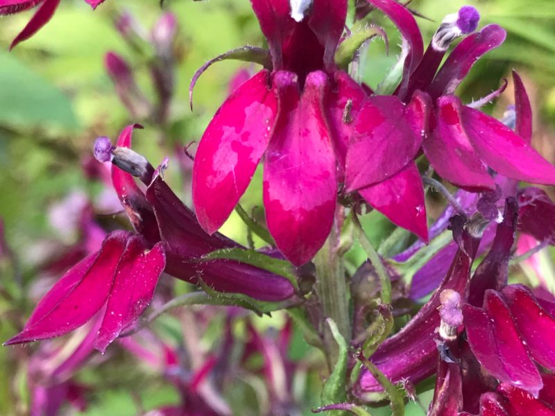 Lobelia Lady Slippers