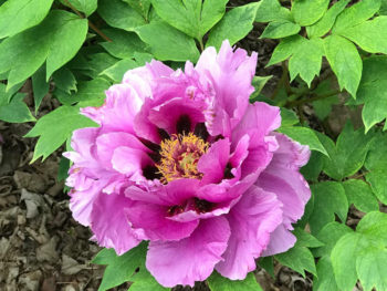 Paeonia tree 'Yachiyotsubaki' pink