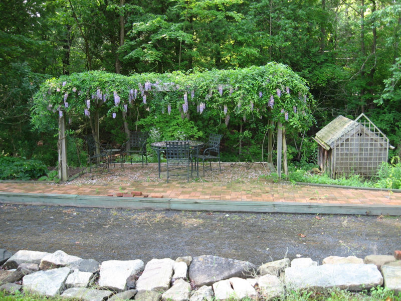 Wisteria and bocci court at Falls Village Flower Farm