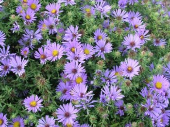 Aster oblongifolius October Skies