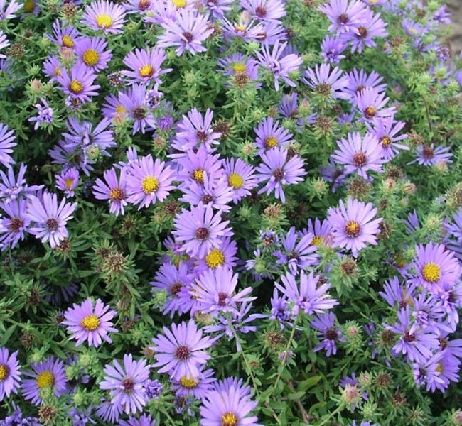 Aster oblongifolius October Skies