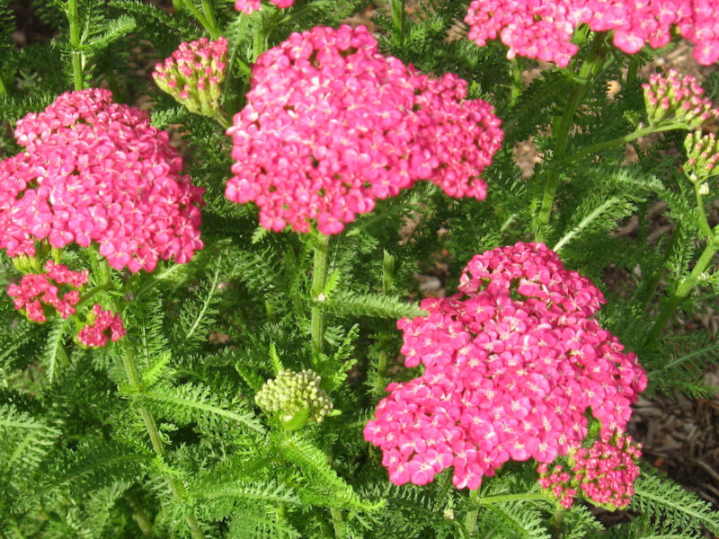 Achillea 'Saucy Seduction'