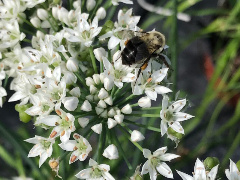 Allium tubesom