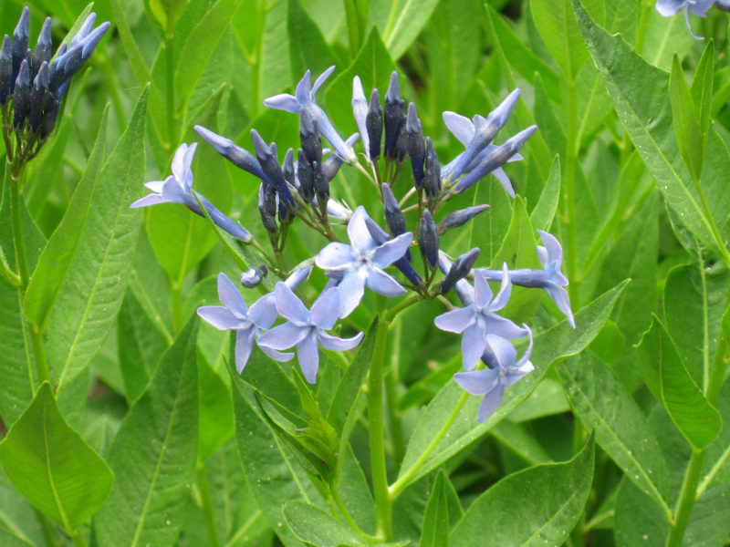 Amsonia 'Blue Ice'