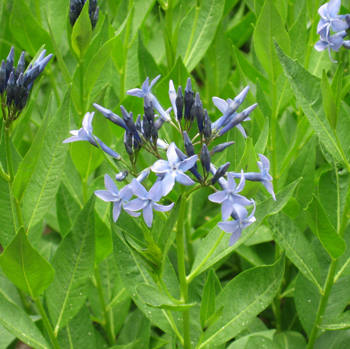 Amsonia ‘Blue Ice’ – Falls Village Flower Farm