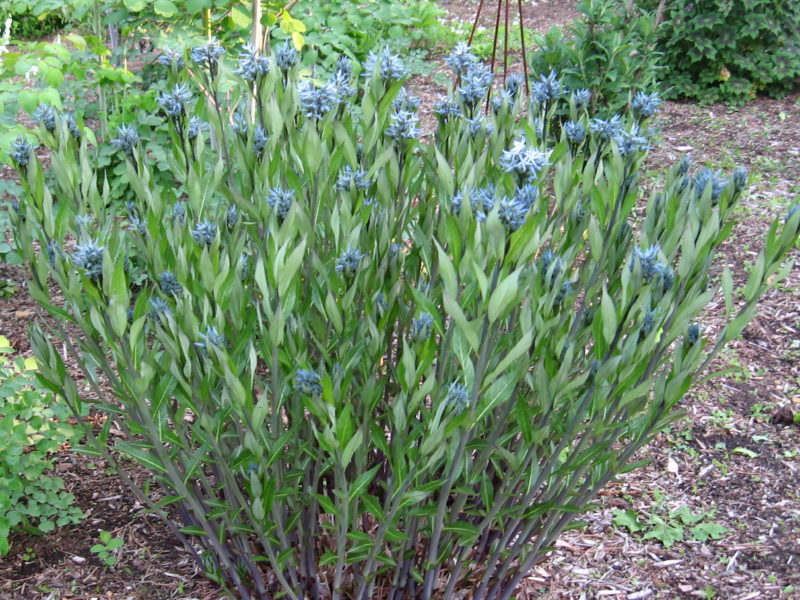 Amsonia montana