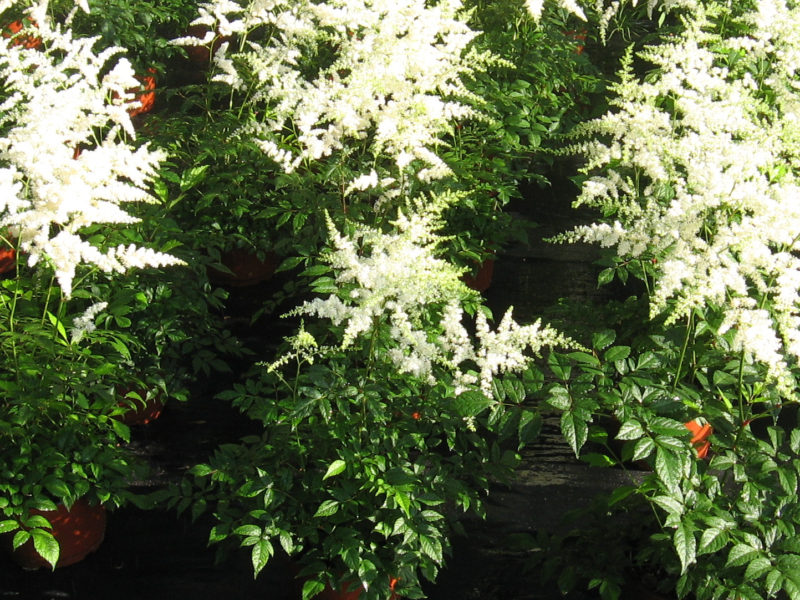 Astilbe 'Bridal Veil'