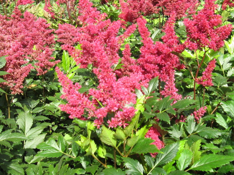 Astilbe 'Montgomery'