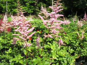 Astilbe 'Moerheim Glory'