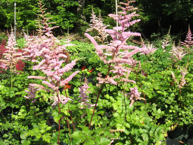 Astilbe 'Moerheim Glory'