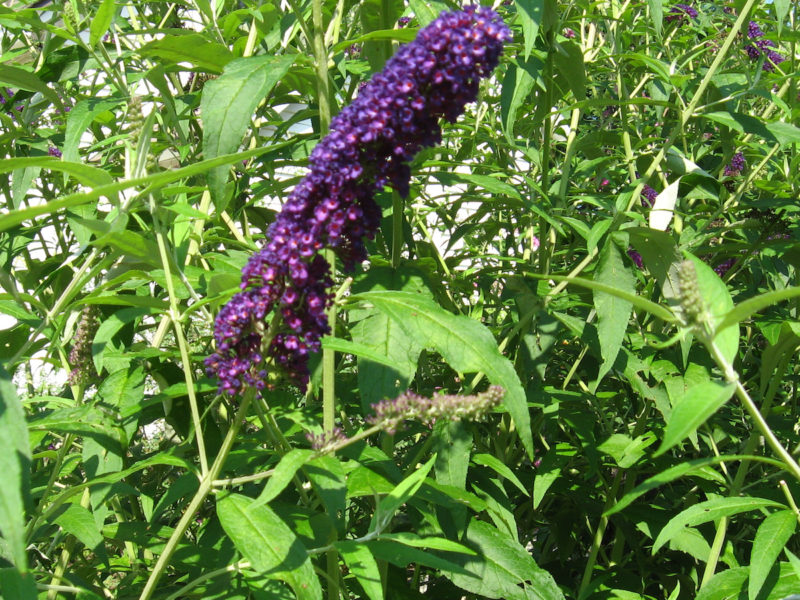 Buddleia davidii 'Black Knight'