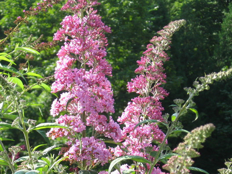 Buddleja davidii 'Pink Delight'