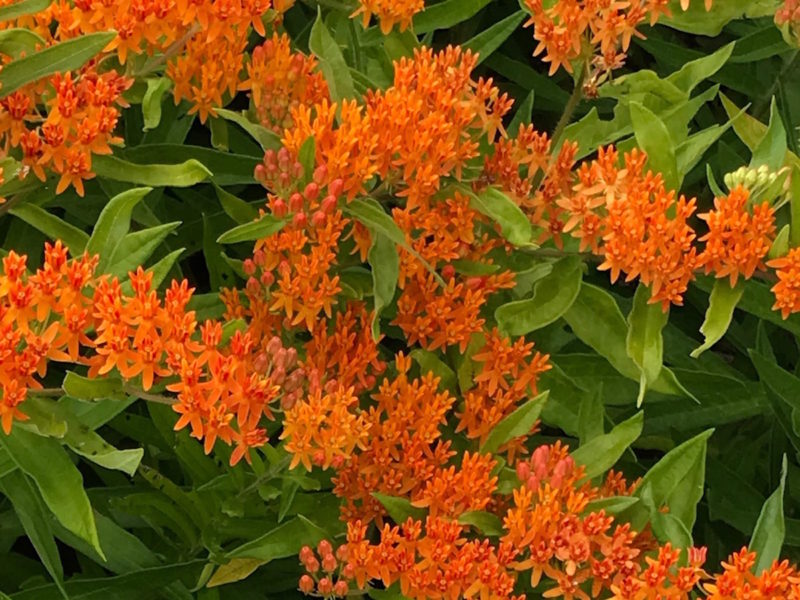 Asclepias tuberosa