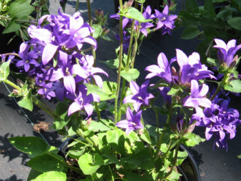 Campanula 'Joan Elliot'