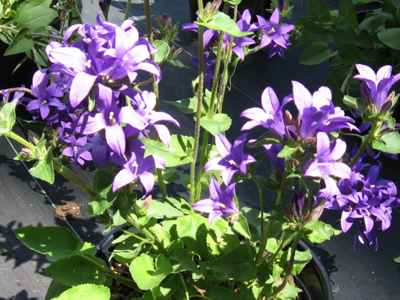 Campanula 'Joan Elliot'