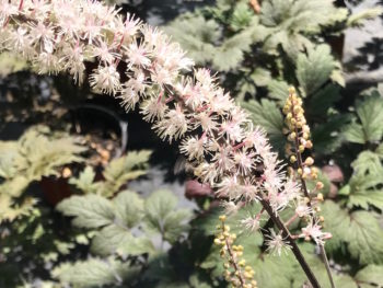 Cimicifuga simplex 'Brunette'