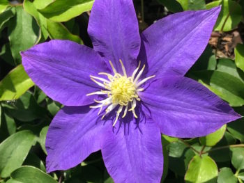 Clematis H F Young