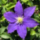 Clematis H F Young