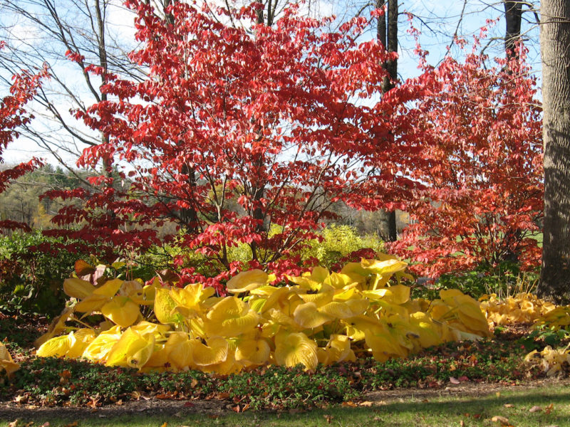 Cornus Kousa and 'Sum and Substance' Hosta