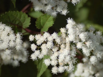 Eupatorium rugosum 'Chocolate' in bloom at Falls Village Flower Farm