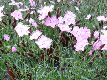 Dianthus gratianopolitanus 'Bath's Pink'