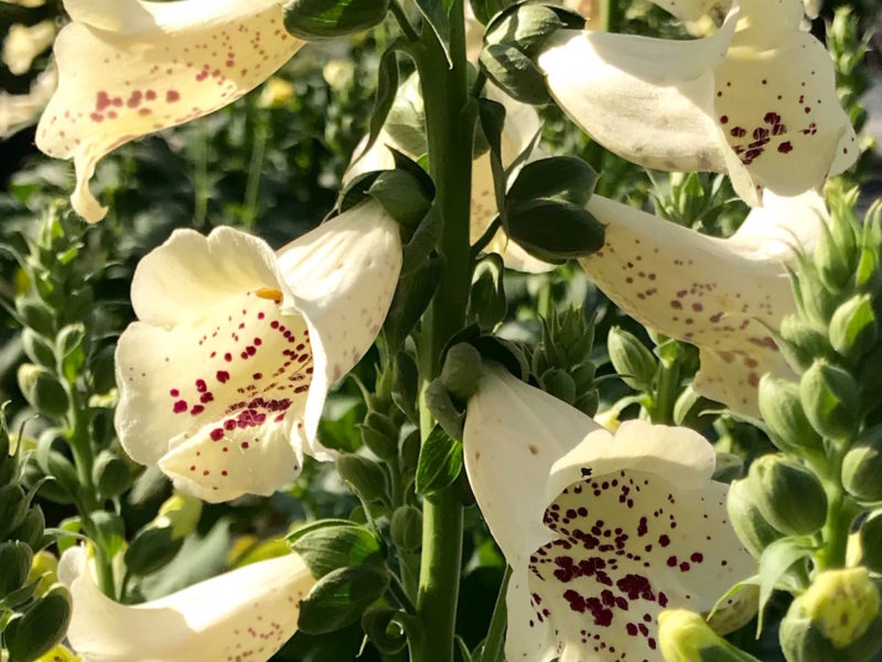 Digitalis 'Camelot Cream'