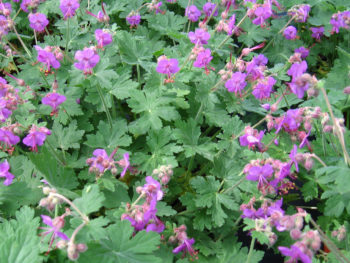 Geranium 'Karmina'