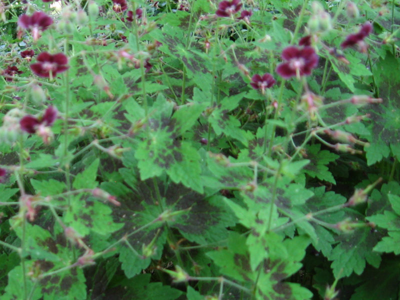 Geranium phaeum ‘Samobor’