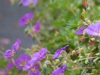 Geranium Rozanne in the nursery at Falls Village Flower Farm