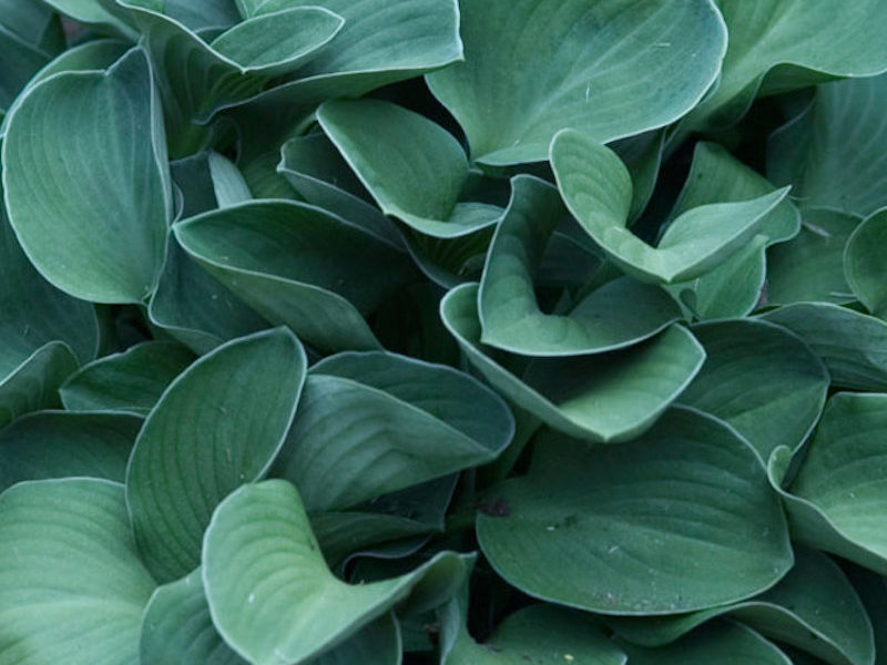 Hosta Blue Mouse Ears