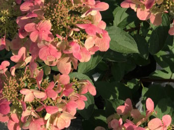 Hydrangea paniculata shrub 'Fire and Ice'