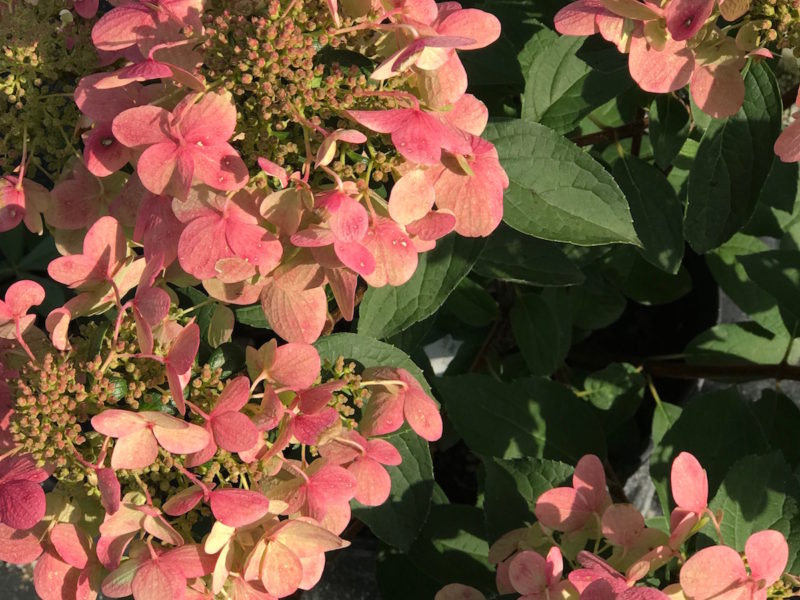 Hydrangea Paniculata Fire And Ice Falls Village Flower Farm