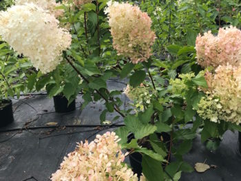 Hydrangea paniculata 'Phantom'