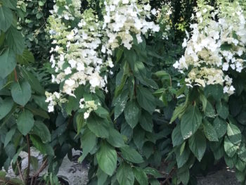 Hydrangea 'Tardiva'