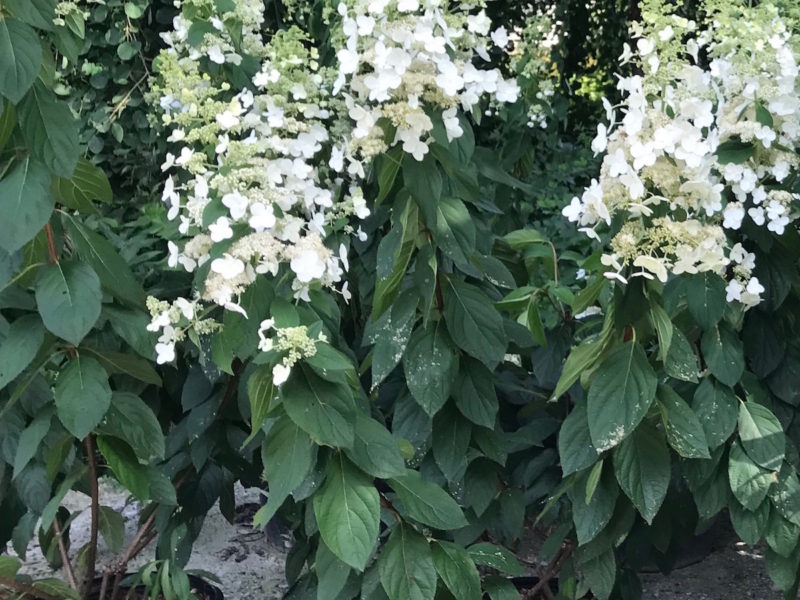 Hydrangea 'Tardiva'