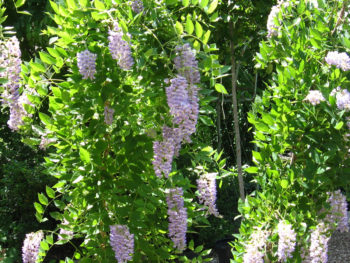 Wisteria macrostachya 'Aunt Dee'