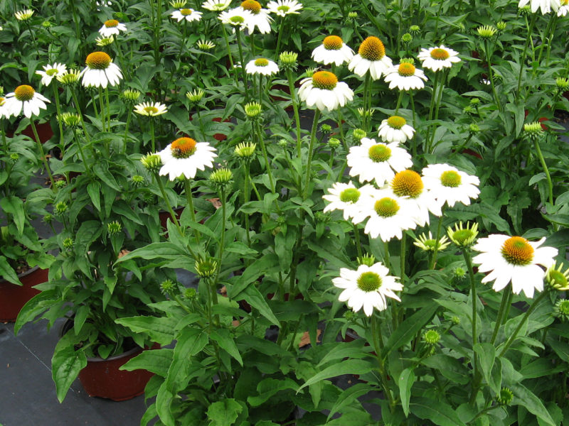 Echinacea purpurea Pow Wow White