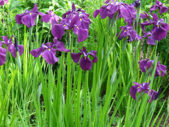 Iris ensata 'Dark Purple'