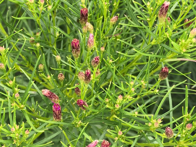 Vernonia lettermanii 'Iron Butterfly'