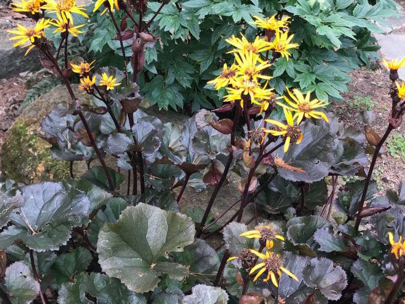 Ligularia 'Osiris Fantaisie'