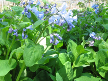 Mertensia virginica