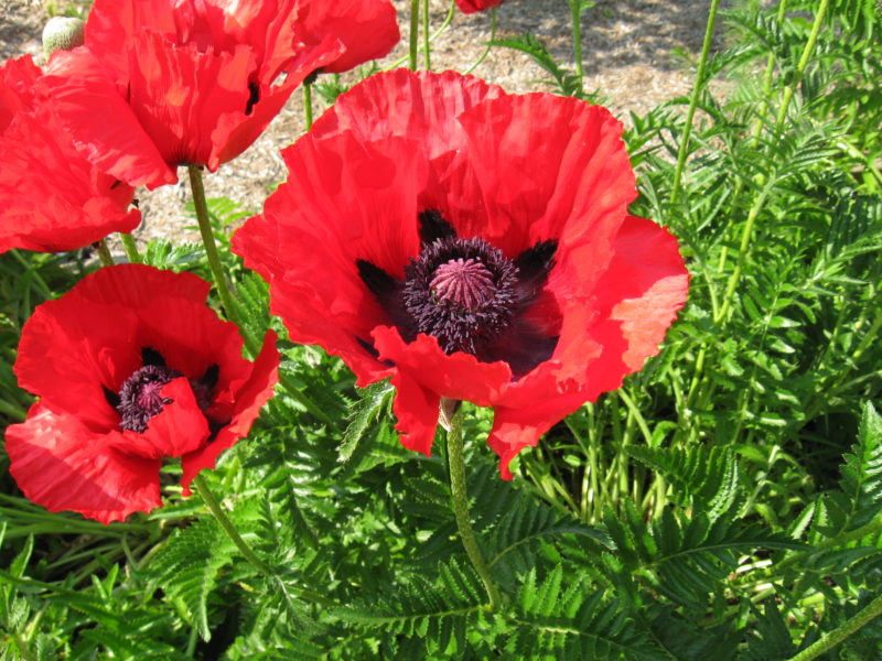 Papaver orientale 'Beauty of Livermere'